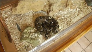 Rattlesnake sightings increase, conservation expert shares how to keep safe
