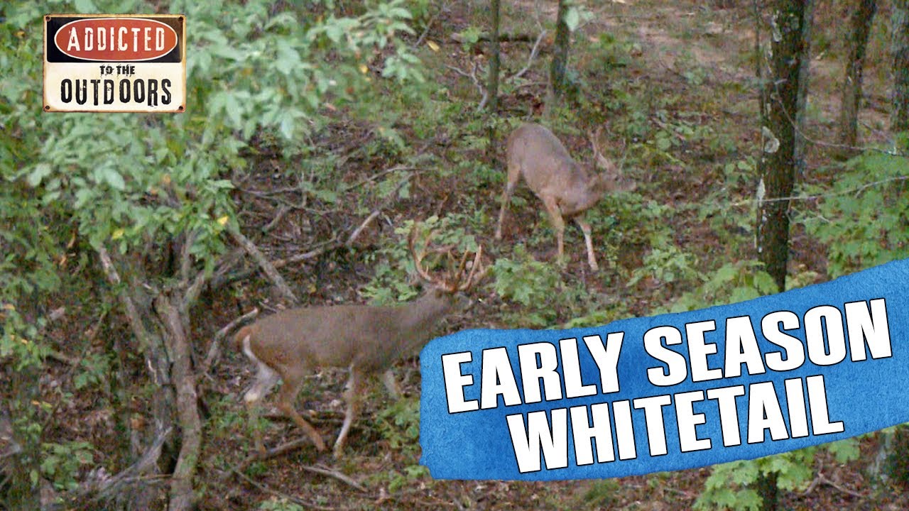 Bowhunting Early Season Whitetails in Kentucky YouTube