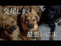 【地獄】いたるところで交尾…最悪な環境で生まれた子犬を保護しました