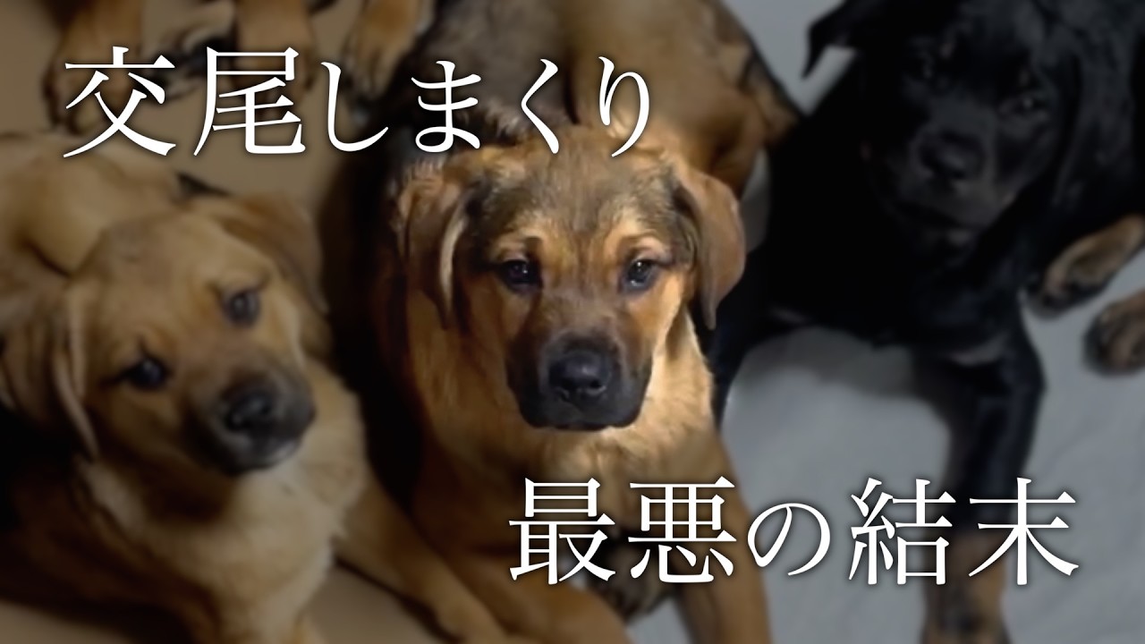 【地獄】いたるところで交尾…最悪な環境で生まれた子犬を保護しました