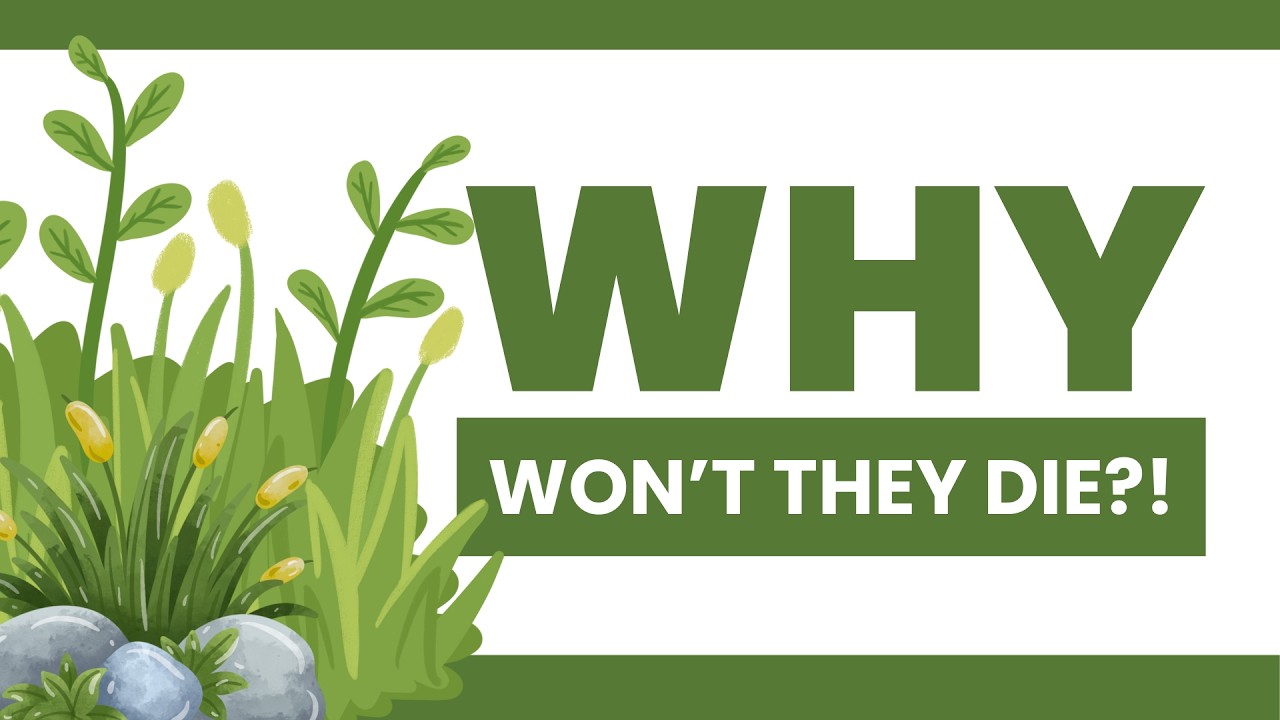 Why Weeds Keep Coming Back