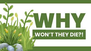 Why Weeds Keep Coming Back