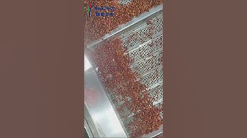 chili flakes color sorting machine pepper color sorter supplier #machine#colorsorter