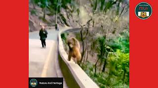 Monkey running at the speed of Usain Bolt. #NatureAndHeritage🐯. |Short| |Funny Video|
