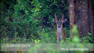 Barking Deer.