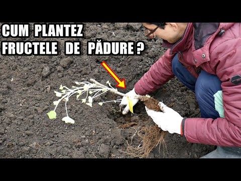 Video: Plante de roșii coacăze - Soiuri de roșii coacăze pentru a crește în grădină