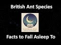British Ant Species Facts to Fall Asleep To (Calm, Soft-Spoken Sleep Narration)