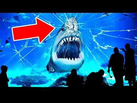 Video: Köpekbalığı Neye Benziyor