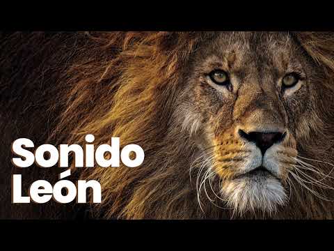 🦁 [EFECTO DE SONIDO] León rugiendo fuerte ◾ sound effect lion roaring loud