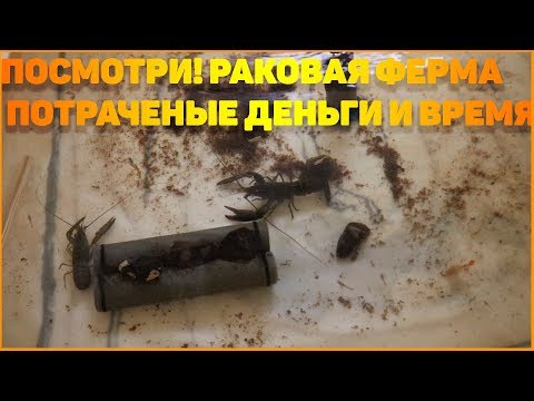 ПОСМОТРИ! РАКОВАЯ ФЕРМА - ПОТРАЧЕННЫЕ ДЕНЬГИ И ВРЕМЯ!