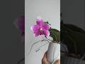 🌸 Phalaenopsis Ld's Sunrose LD 🩷