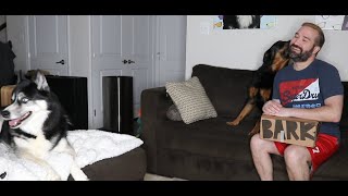 BARKBOX | November 2022 | Thanksgiving | Large dog with extra toy
