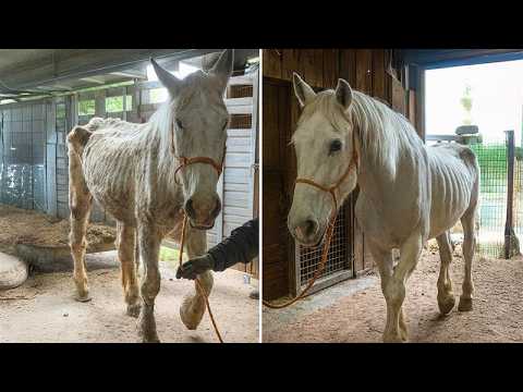 Neglected Horses Make a Miraculous Recovery 🐴❤️