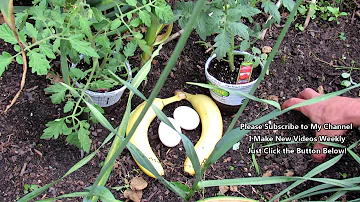 How do you use banana peels on tomato plants?