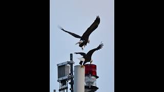 F26 and M15 mating F26 and M15 mating