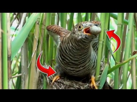 Video: Burung induk: ciri perkembangan dan kehidupan