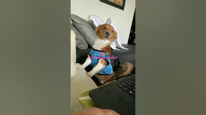 My chihuahua want to play