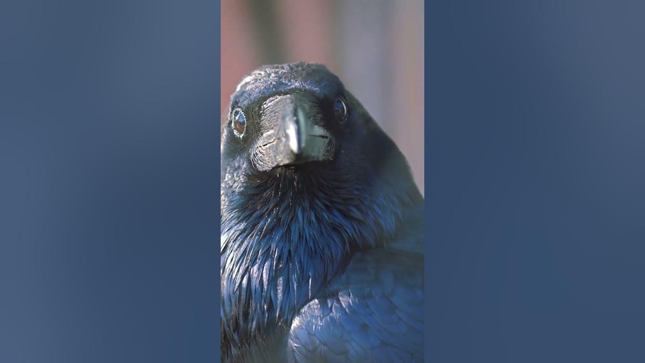 What is a Group of Ravens Called?#shorts #ravens #shortsfeed #birds #