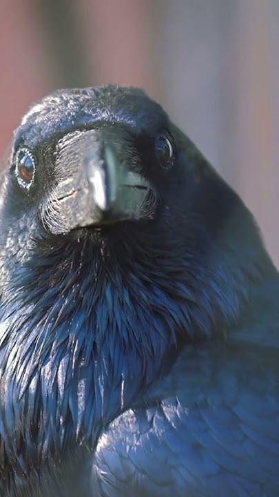 What is a Group of Ravens Called?#shorts #ravens #shortsfeed #birds #