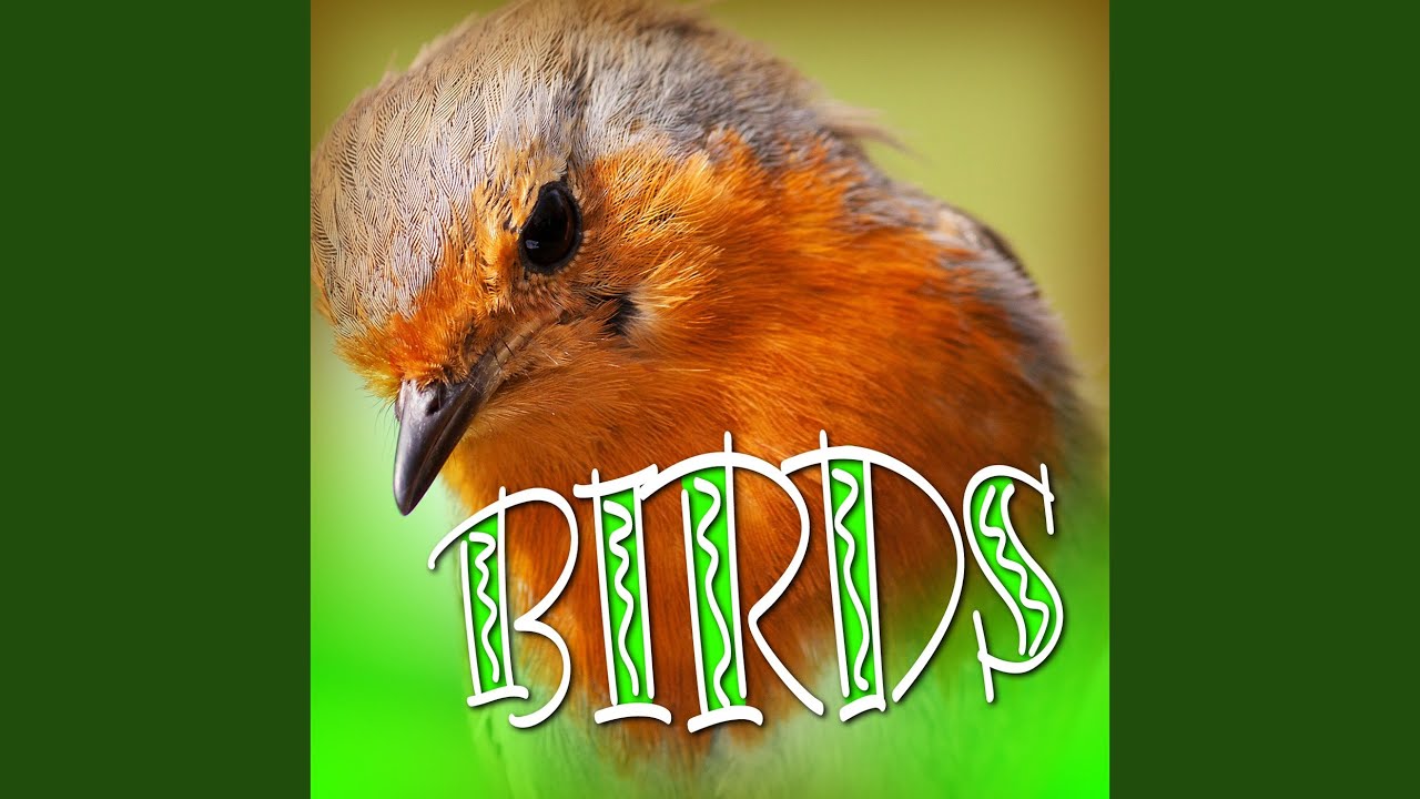 Watch Magpie on YouTube Watch Magpie on YouTube