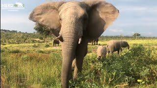 How to Identify Lundi: Elephant Mother to Mambo & Adoptive Mom to Khanyisa! 🐘