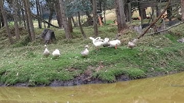 Student Resource  Design an Ethogram for Domestic Goose Behaviour Study. Molina, 2019