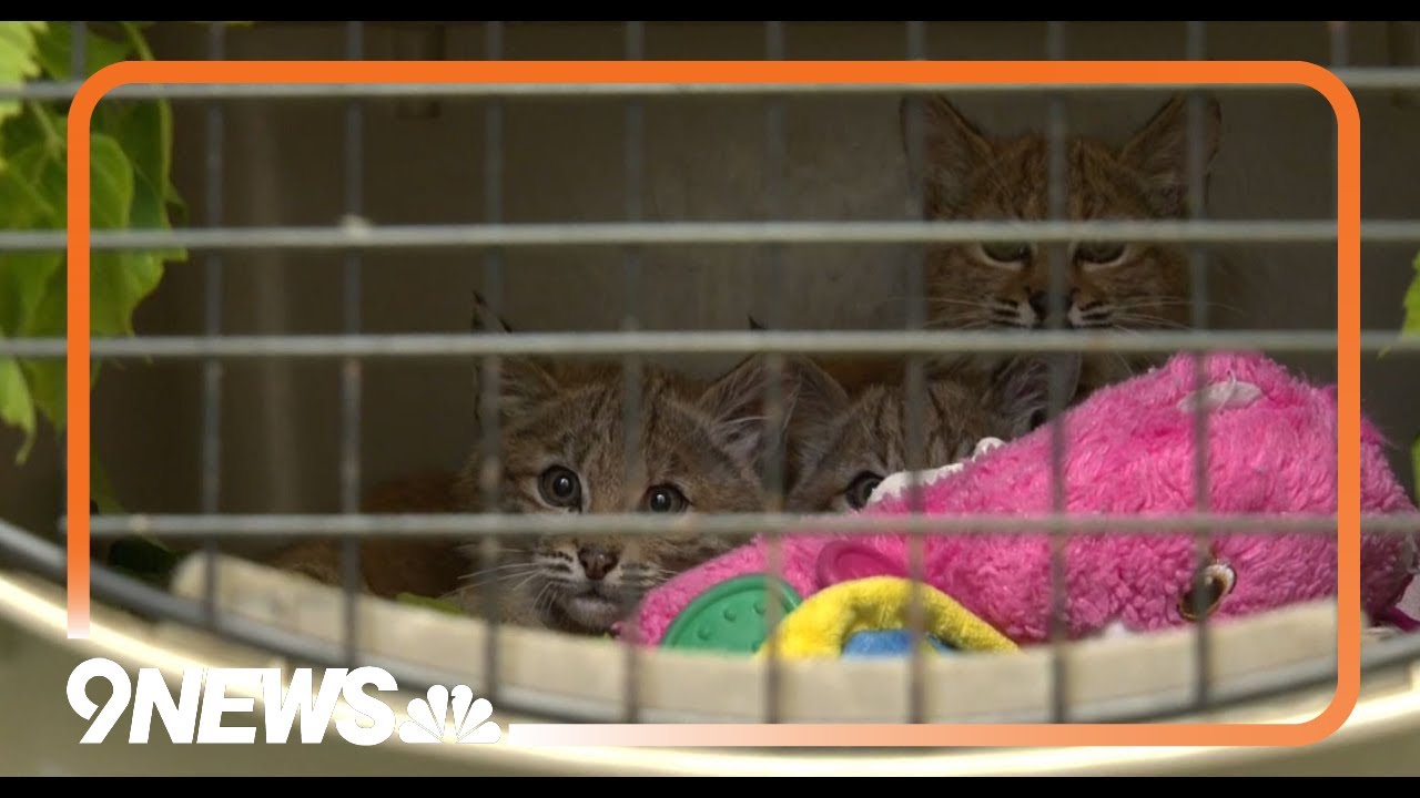 cuteness-overload-four-bobcat-kittens-saved-in-denver-suburb-youtube