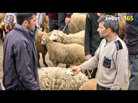 Berde, Mal bazari - xeber365.com