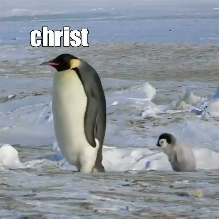Derpy Penguins