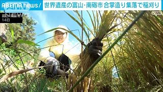 世界遺産の合掌造り集落で昔ながらの稲刈り体験(2024年9月14日)