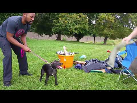Apbt pup raven (09-17-17)