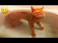 笑ったら負け！🤣 2025年の爆笑犬＆猫特集🐶😹