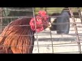 Watch this on how to take care of aseel chickens
