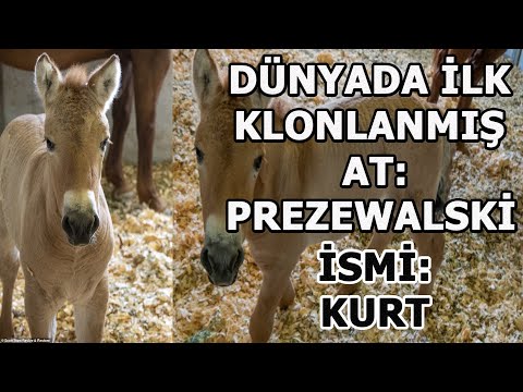 Video: Przewalski'nin atı: açıklama, özellikler ve ilginç gerçekler