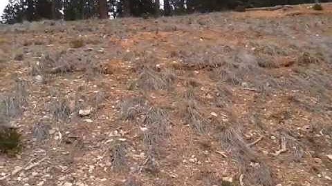 Straw Wattles at Bryce Canyon National Park in Utah