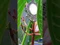 Beautiful Silver earring 😍 #shorts #ytshorts #earring | Priya Thakur