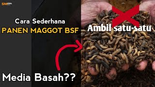 Download lagu Caranya Simpel Panen Maggot BSF | media BASAH
