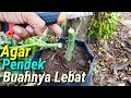 Trik Membuat Pepaya Pendek Berbuah Banyak