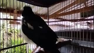 suara pancingan jalak suren terbaik buat jalak suren belajar bunyi