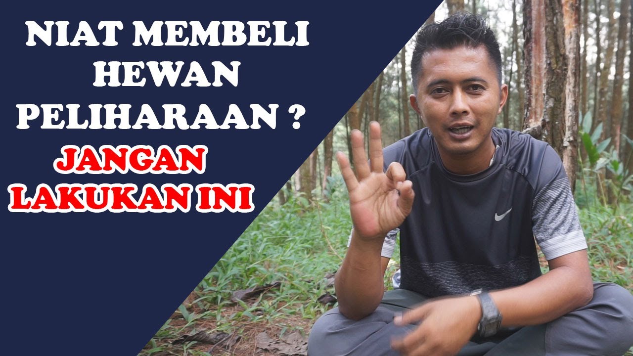  Perhatikan  ini  Sebelum membeli hewan  peliharaan YouTube