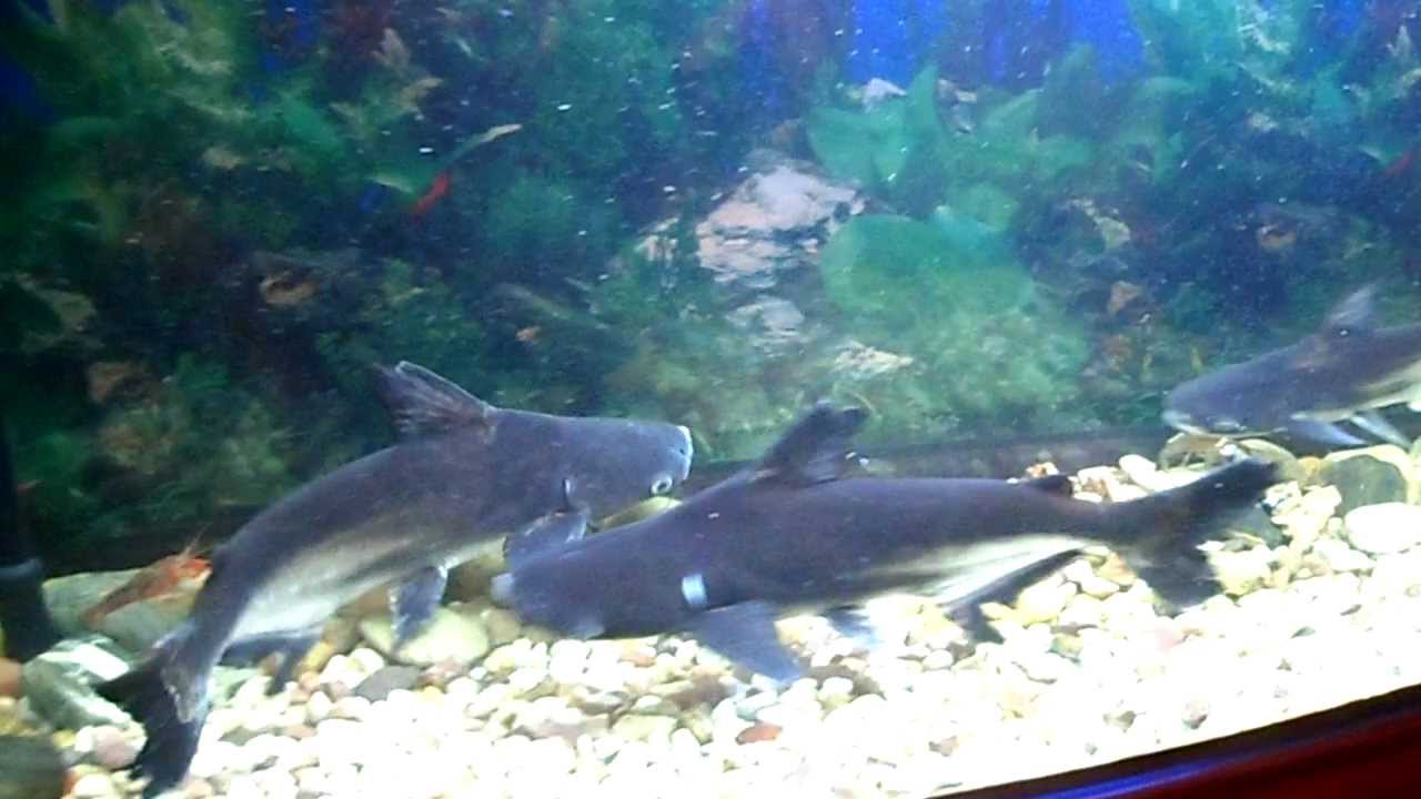 3 Paroon Sharks  freshwater aquarium with 5 Lobster 