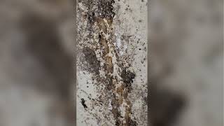 Pro Defense Pest Control Solutions: Termite, Bed Bug & Mosquito Control in New Braunfels