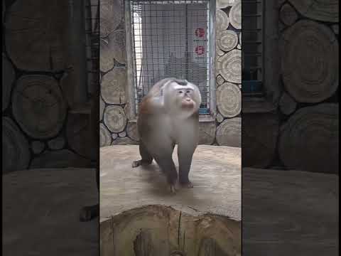Animal Planet |
