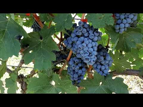 Каберне Совиньон - мировой лидер технического винограда