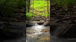 Gentle Stream Flowing Lowing Over Smooth Rocks in a Forest