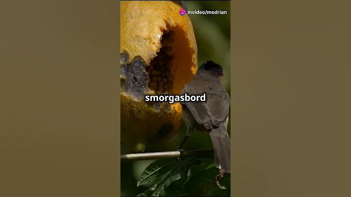 5 Amazing Facts About Green Honeycreepers! #GreenHoneycreeper #birdfacts