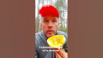 Можно ли есть сыроежки сырыми?