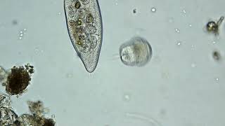 Urocentrum Turbo Spinning