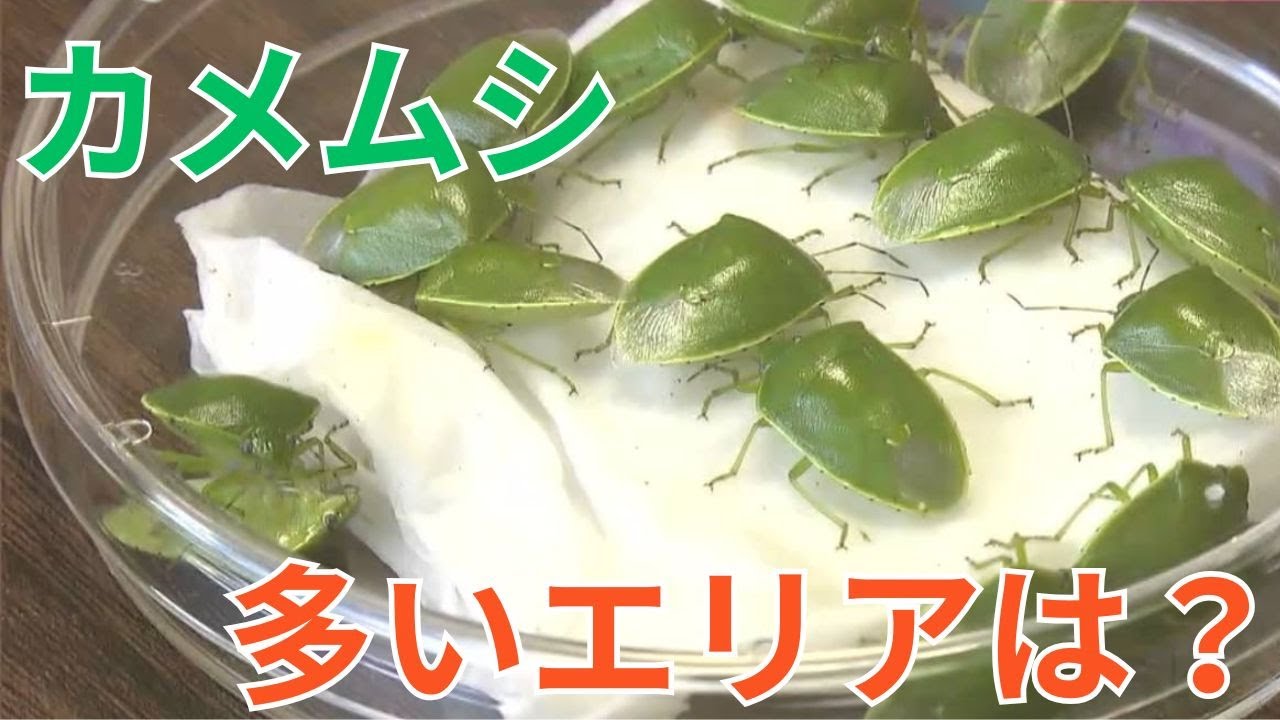 The Ministry of Agriculture, Forestry and Fisheries has announced