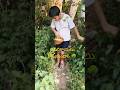 ఉసిరికాయలు కోసుకుందాం 🌳🟢